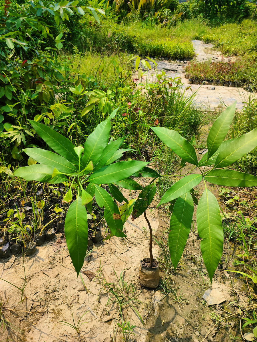 Rare Malaysian Red Mango™ Plant
