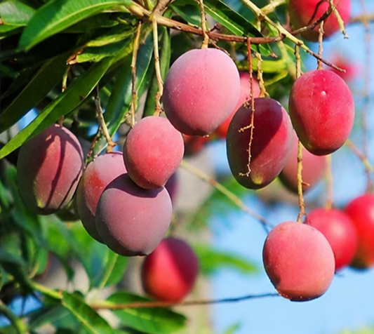 Rare Malaysian Red Mango™ Plant