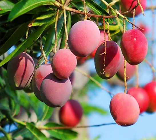 Rare Malaysian Red Mango™ Plant
