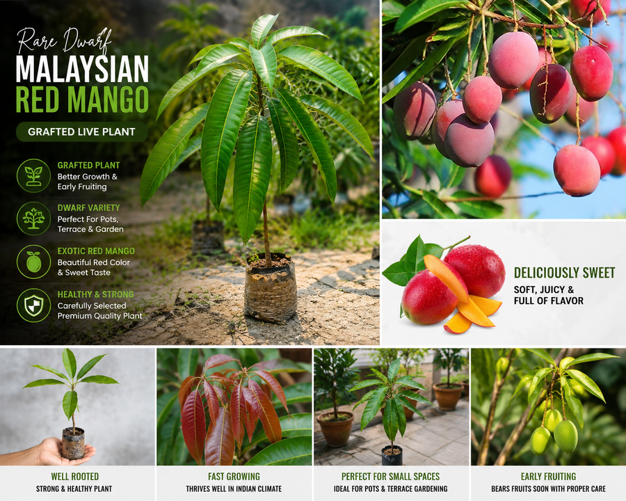 Rare Malaysian Red Mango™ Plant