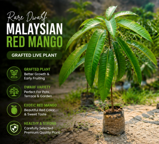 Rare Malaysian Red Mango™ Plant