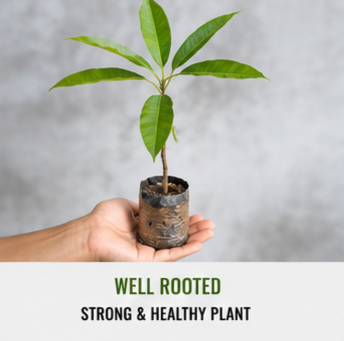 Rare Malaysian Red Mango™ Plant