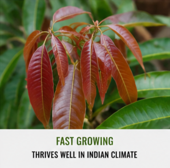 Rare Malaysian Red Mango™ Plant